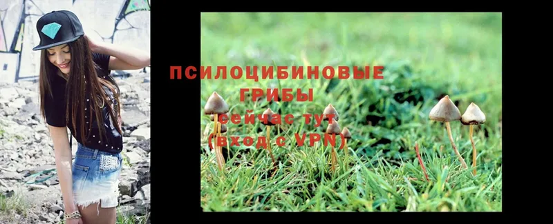 Псилоцибиновые грибы Magic Shrooms  Чебаркуль 